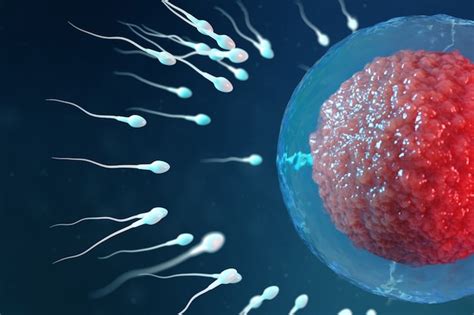 rencontre ovule spermatozoïdes|tout savoir sur leur parcours jusqu’à l’ovule